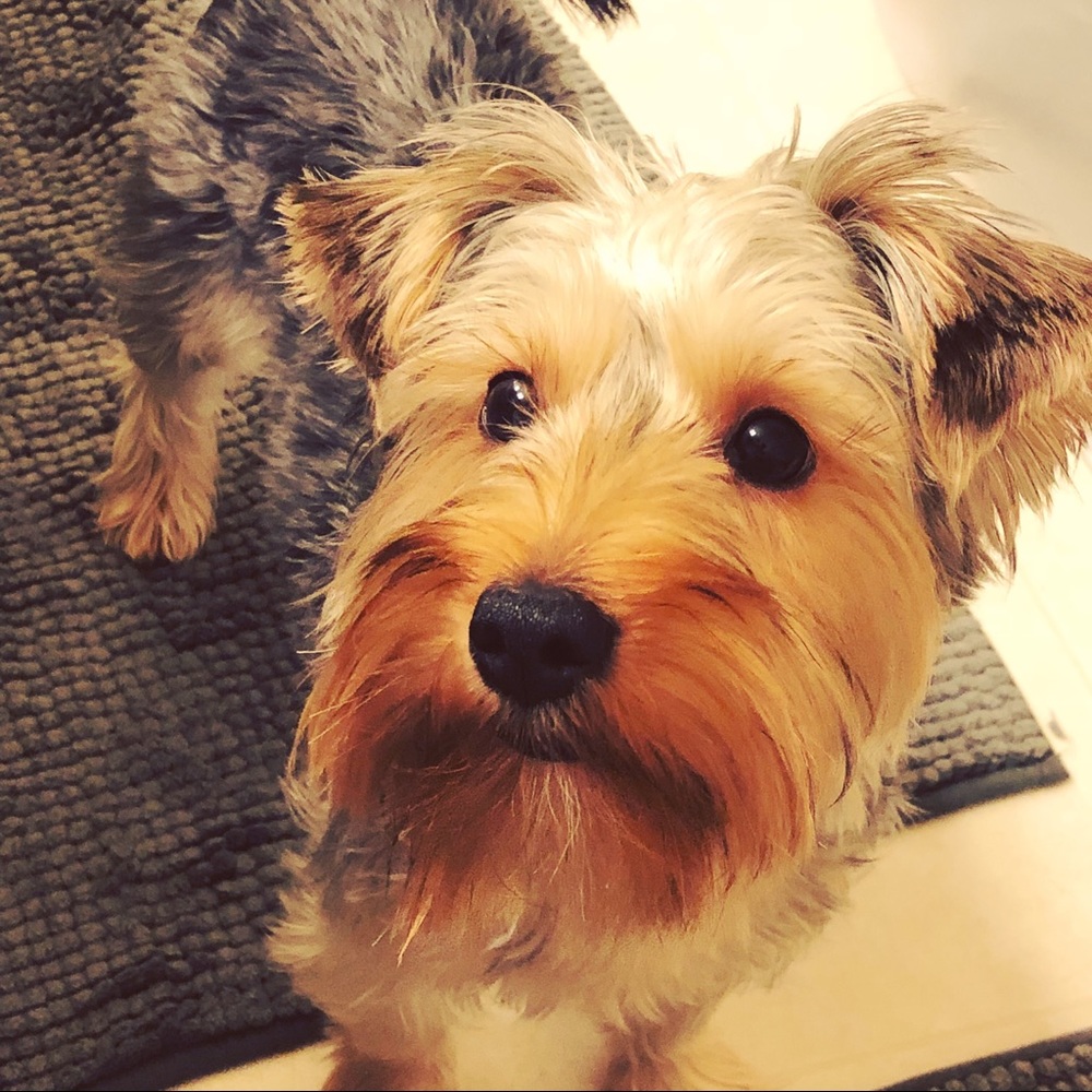 Meet your Posher, Abigail